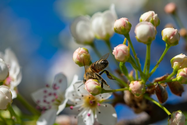 A méhek által begyűjtött propolisz számos egészségvédő hatással bír az emberi szervezetre nézve.